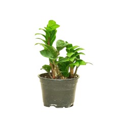 Zamioculcas zamiifolia